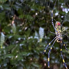 Giant venomous flying spiders in New York: Are they dangerous? What to do if you get stung