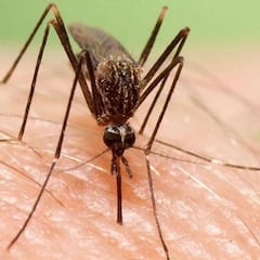 Study suggests that shirt color could be the key to scaring away mosquitoes