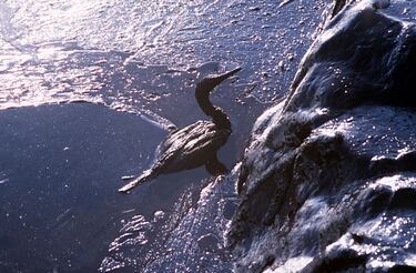 Un ave marina cubierta de petróleo en una playa de la isla y Parque Nacional de Ons, en España.