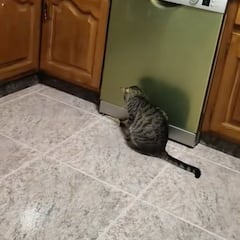 En un momento de luz de luna atrapa al gato, y el final de su perorata en la cocina es una obra maestra: