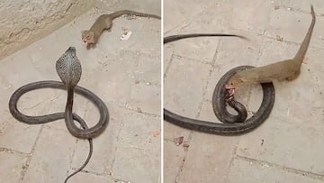 Brutal pelea: una mangosta destroza a una cobra como si nada