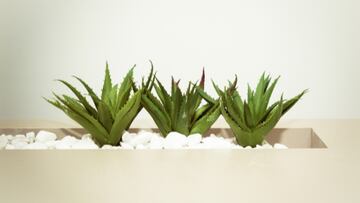 Aloe vera para las quemaduras del sol
