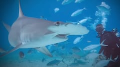 Investigan misteriosos ataques de tiburón en todo el mundo