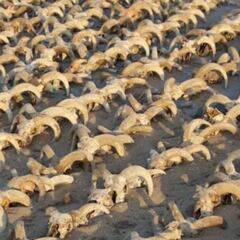 Hallazgo masivo en el templo de Ramsés II en Egipto