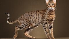 ¿Qué es el savannah? Así es el cruce entre serval africano y gato doméstico
