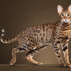 ¿Qué es el savannah? Así es el cruce entre serval africano y gato doméstico