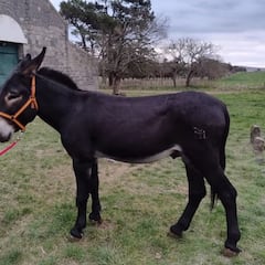 Mundo y Unzúe: Milei ‘pesca’ en el Ejército español para mejorar la raza argentina