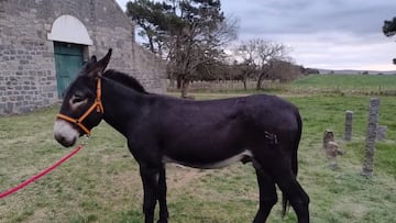 Mundo y Unzúe: Milei ‘pesca’ en el Ejército español para mejorar la raza argentina