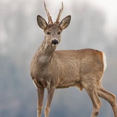 La caza del corzo en julio