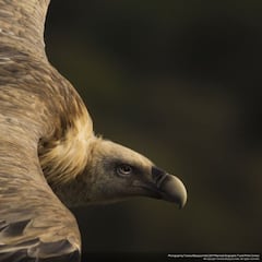 El surf se cuela entre las mejores fotos del año de National Geographic
