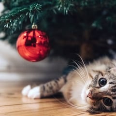 Así lograrás que tus mascotas no tiren el árbol de Navidad este 2025: consejos y más...