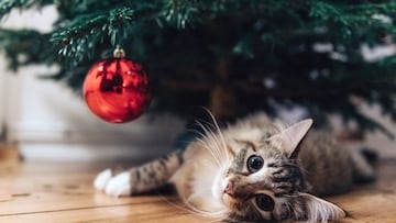 ¿Ya colocaste el árbol de Navidad?, conoce los mejores consejos para evitar que las mascotas lo tiren o causen destrozos.