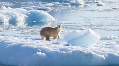 Un oso polar del sureste de Groenlandia sobre un glaciar.
THOMAS W. JOHANSEN/NASA OCEANS MELTING GREENLAND