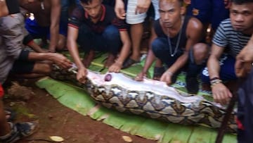 Encuentran en una pitón gigante el cadáver intacto de una mujer.
