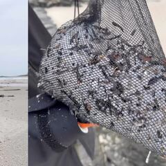 Guillermo Carracedo: “Siguen llegando millones de pellets a la costa”