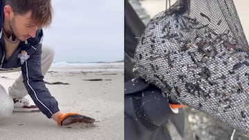 El surfista Guillermo Carracedo recogiendo pellets de plástico en la playa de Noia, Galicia.