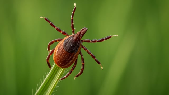 As summer starts to bite, the tick season is already in full swing, and it’s not just deep forests you need to worry about.