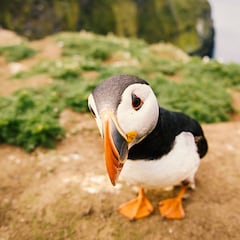 La isla deshabitada a un paso de España que ofrece alojamiento gratuito: el requisito es contar más de 43.000 frailecillos