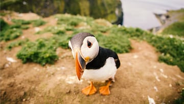 Closeup fisheye view of puffin on Skomer Island