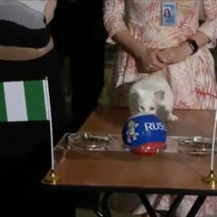 ¿Argentina o Nigeria?: el 'Pulpo Paul' de Rusia decide