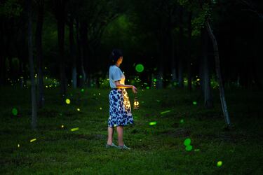 Este fenómeno se produce entre los meses de junio y agosto. Estos insectos que en realidad son escarabajos, se reúnen durante el verano y se pueden ver al anochecer, parpadeando al unísono, se piensa que atraer parejas es la principal función de su brillo biológico, conocido como bioluminiscencia.