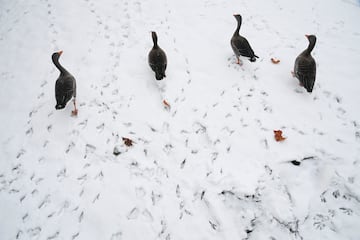 Un grupo de aves camina por el suelo nevado de uno de los parques de Londres. 