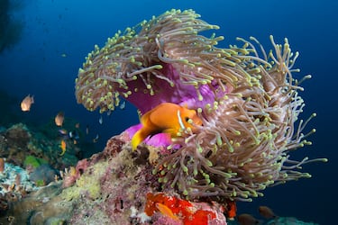 Gigantes en Maldivas