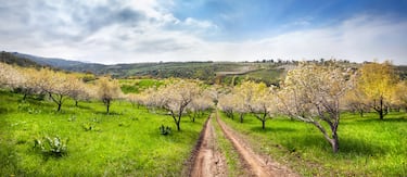 Se cree que el manzano silvestre, antecesor de todas las manzanas cultivadas hoy en día (Malus domestica), es originario de las estepas y montañas del sur de Kazajistán. De hecho, el nombre de la ciudad más grande, Almatý, significa "Padre de las Manzanas".