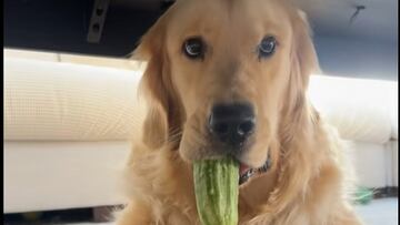 Pillan robando a un golden retriever y su respuesta tras ser descubierto se hace viral en redes: “No estoy seguro de quién”