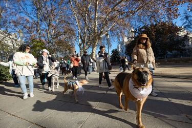 La San Perrestre 2023 se celebra con el objetivo de luchar contra el abandono y el maltrato de animales gracias al dinero recaudado con las inscripciones. La San Perrestre consiste en un tour por el centro histórico de Madrid al que asisten los participantes y sus perros. Además, se dan las ‘can panadas’, en las que las mascotas comen 12 bolas de pienso.