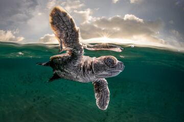Ocean Photographer Of The Year: Tercer premio.