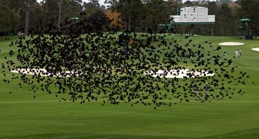 Un grupo de mirlos en desbandada sobrevuela el Augusta National de Georgia (EE UU), donde arrancó el 12 de noviembre un Masters desplazado por la pandemia de su fecha original en abril. Verdes calles como esta del segundo hoyo recorrerán los próximos días tres golfistas españoles: Rahm, uno de los favoritos, Olazábal y Cabrera Bello.