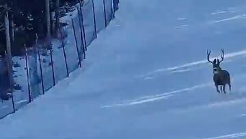 Ciervo en pista de esquí