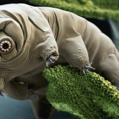 Los ‘osos de agua’, el animal más indestructible del mar