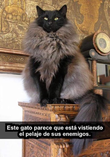 No te pierdas estos divertidos memes para conmemorar el 'Día Internacional del Gato' .