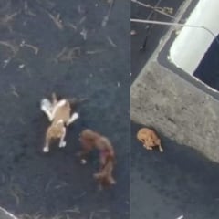 Ya se sabe dónde están los perros rescatados