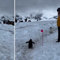 Un pingüino pide permiso a dos humanos para poder continuar su camino: lección de modales