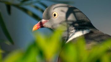 Contando días y palomas