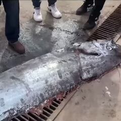 “Cuando van a morir”: Experto explica la sorpresiva aparición del Pez Remo en Arica