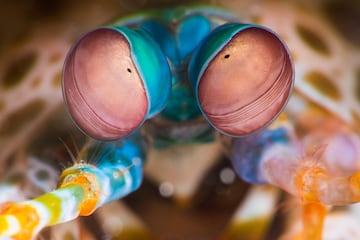 Ojos de un camarón mantis.