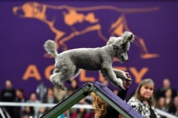 Westminster Kennel Club Masters Campeonato de Agility