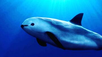 Vaquita marina nadando en el Oc&eacute;ano