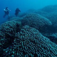Enric Sala y el origen del descubrimiento del mayor coral del mundo