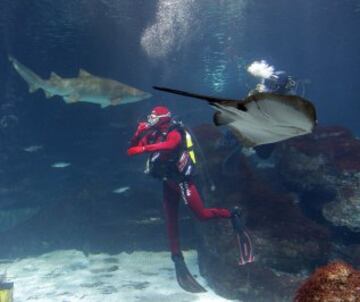 Mireia nada entre tiburones