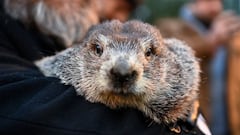 New Jersey celebrity groundhog Milltown Mel died on Sunday before he could give his Groundhog Day prediction, but this isn&rsquo;t the first time it&rsquo;s happened.