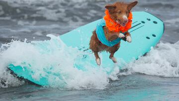 FILE PHOTO: A dog jumps off a surfboard while competing at the 14th annual Helen Woodward Animal Center "Surf-A-Thon" where more than 70 dogs competed in five different weight classes for "Top Surf Dog 2019" in Del Mar, California, U.S., September 8, 2019. REUTERS/Mike Blake/File Photo