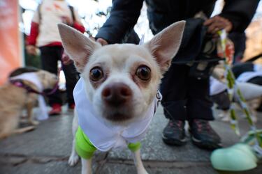 La San Perrestre 2023 se celebra con el objetivo de luchar contra el abandono y el maltrato de animales gracias al dinero recaudado con las inscripciones. La San Perrestre consiste en un tour por el centro histórico de Madrid al que asisten los participantes y sus perros. Además, se dan las ‘can panadas’, en las que las mascotas comen 12 bolas de pienso.