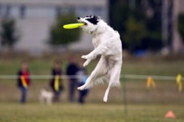 Uno de los perrros participantes trata de capturar eldisco en la modalidad 'distancia' durante las competiciones oficiales y clasificatorias para los Campeonatos Europeos y los Mundiales de 'disc-dog', un deporte que hace correr, volar e incluso bailar a los perros al ritmo de la música para capturar un frisbee.