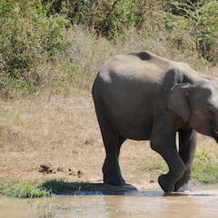 16 personas mueren tras el ataque de un elefante expulsado de su manada