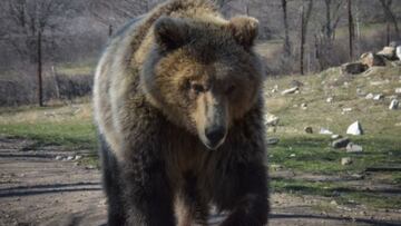 Un oso grizzly mata a un gu¨ªa de monta?a en defensa de su comida